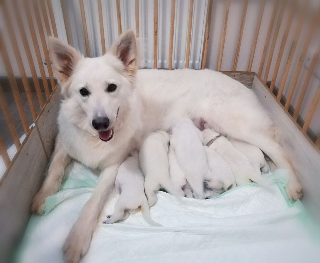 Les bébés de Sélénia et H'Orphé sont arrivés